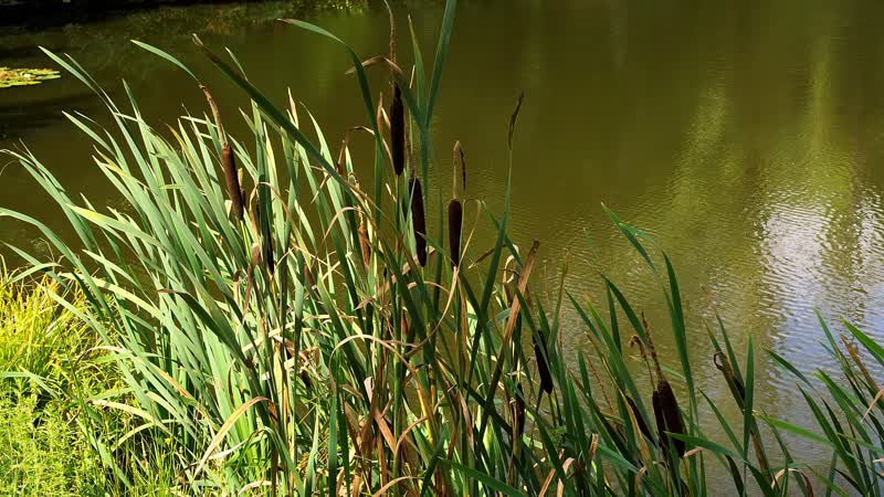 Rohrkolben am Teichufer — Typha latifolia in der Schweiz