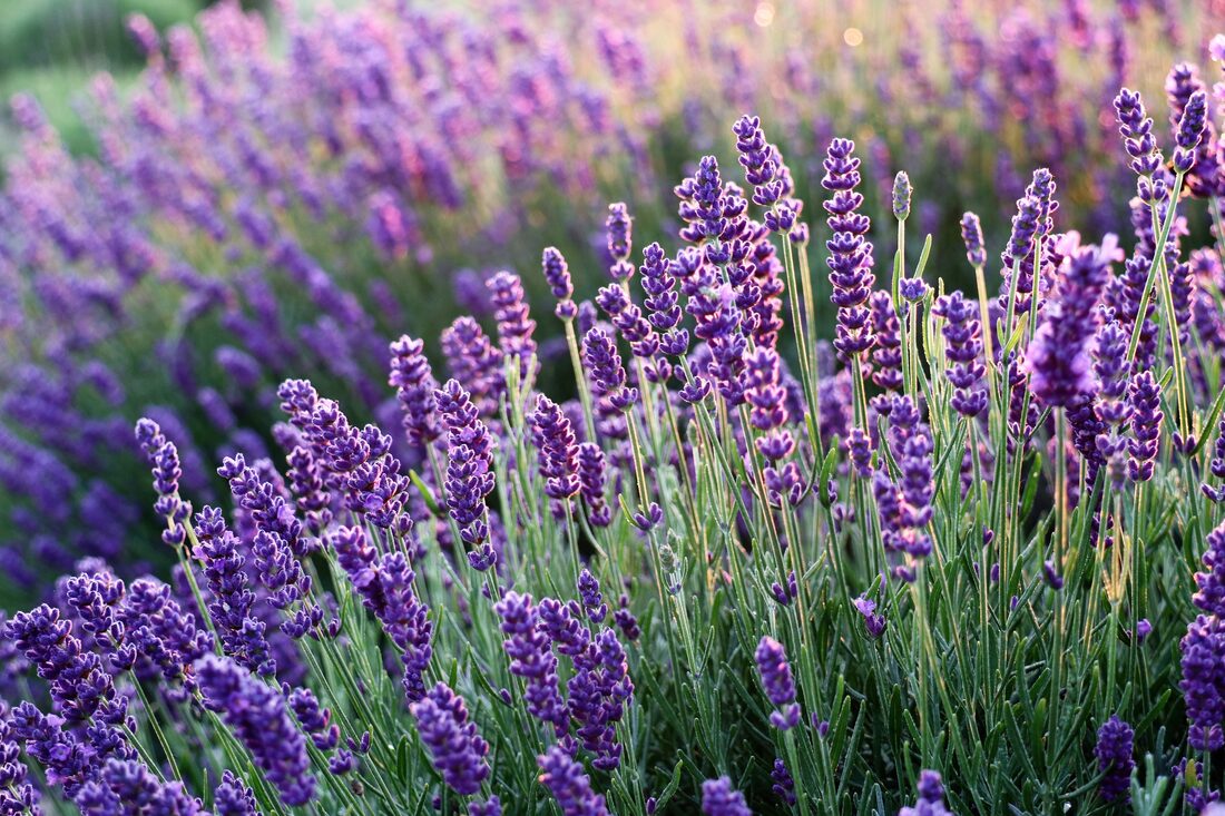 Echter Lavendel (Lavandula angustifolia) mit violetten Blütenähren