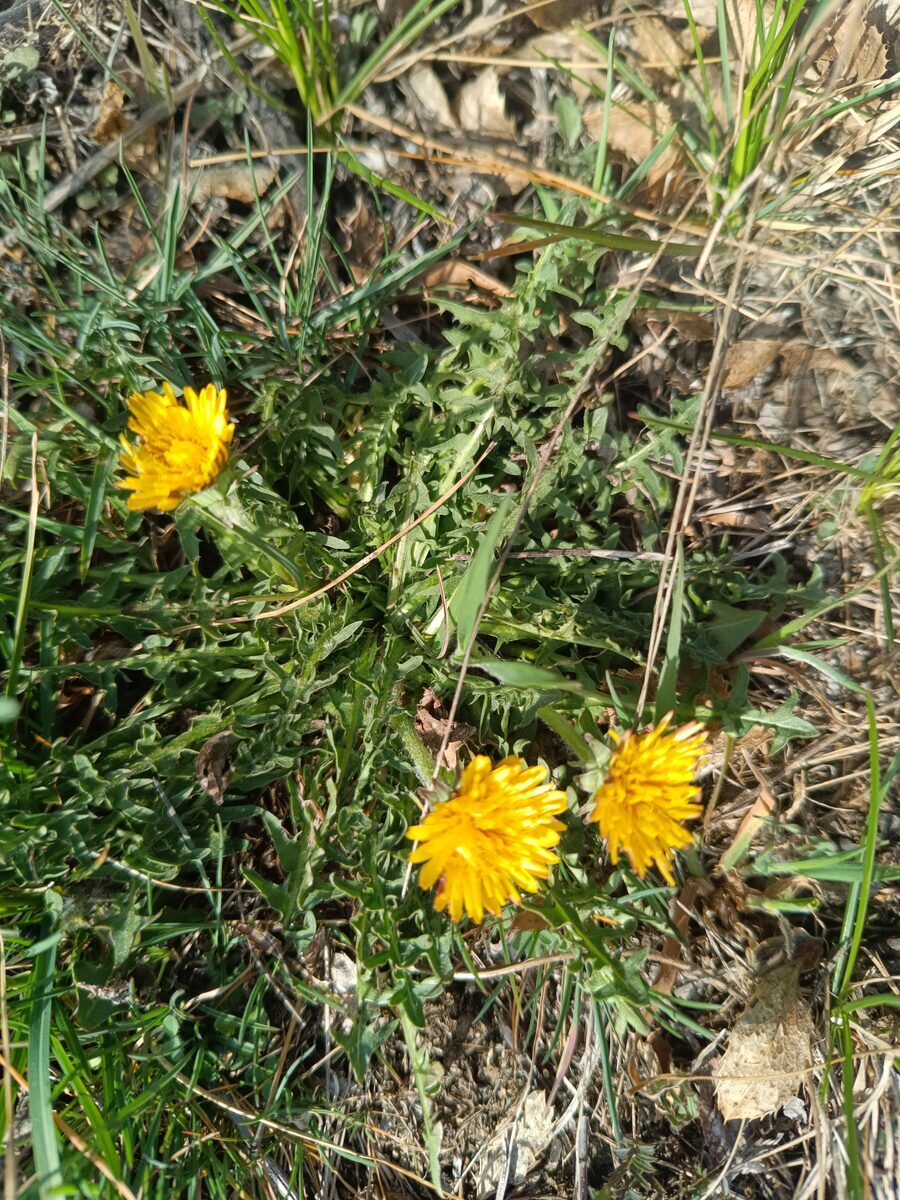 Löwenzahn in voller Blüte im April — leuchtend gelbe Blüten auf der Schweizer Wiese