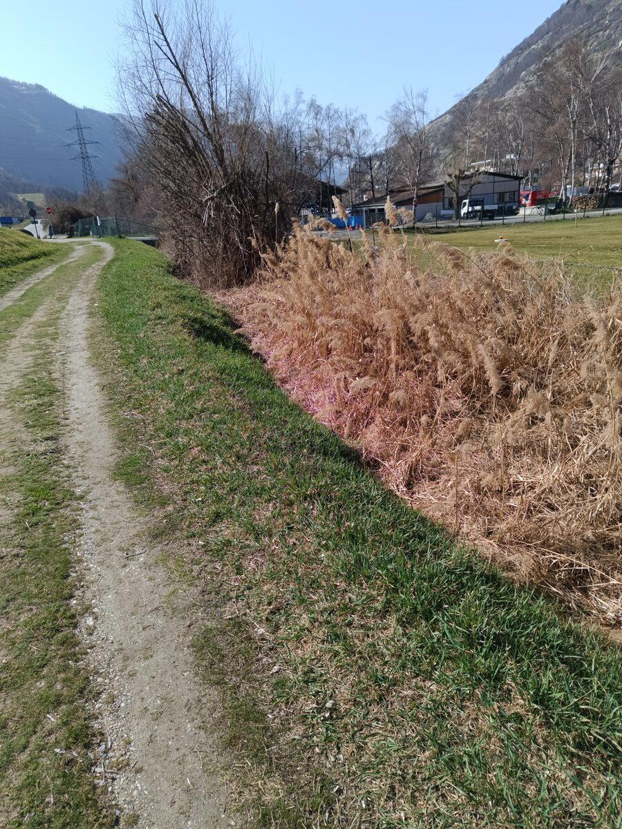 Schilf am Ufer eines Walliser Weihers — dichte Bestände mit Rispen im Licht