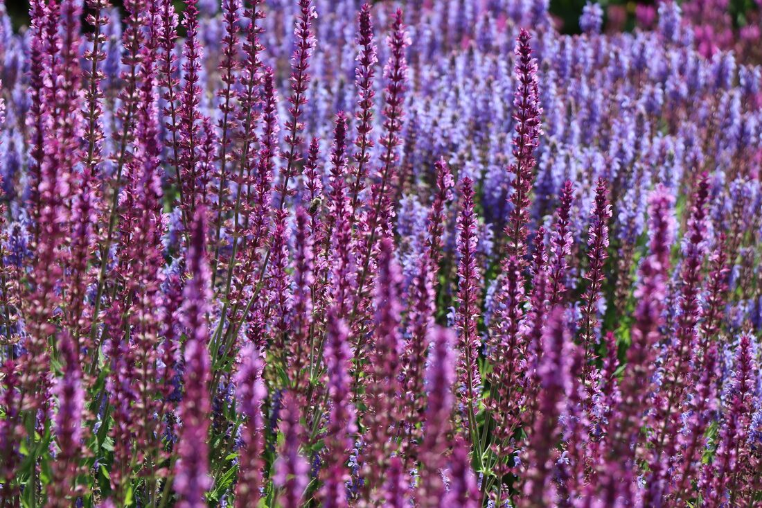 Steppensalbei (Salvia nemorosa) mit violetten Blütenkerzen im sonnigen Beet