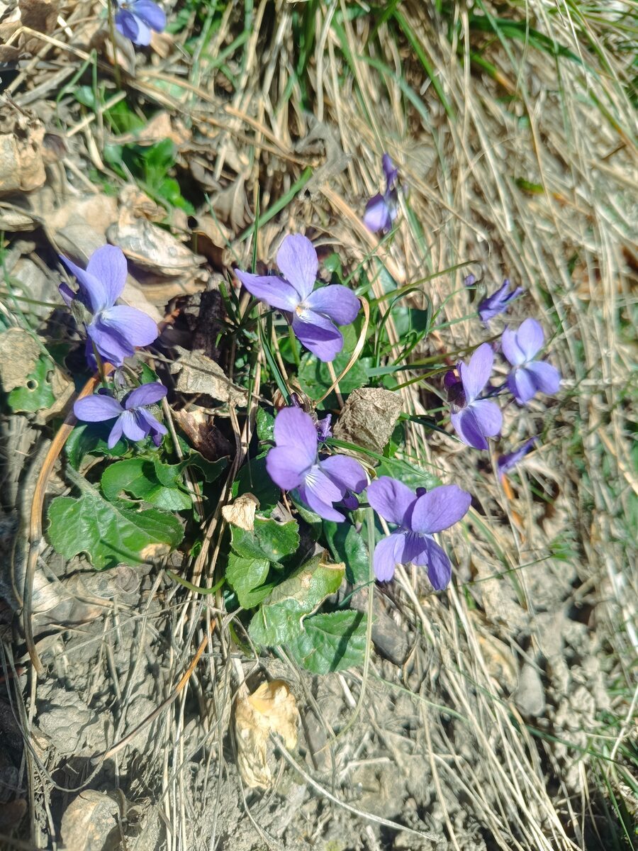 Duftveilchen (Viola odorata) — violette Blüten mit intensivem Duft im Frühlingsrasen
