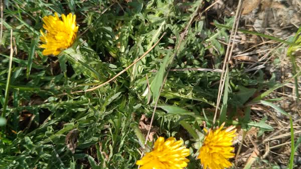 Essbare Wildpflanzen im Frühling